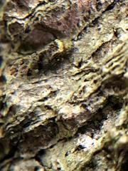 Trichadenotecnum alexanderae