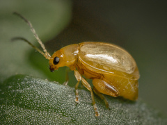 Longitarsus jacobaeae