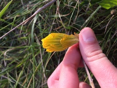 Castilleja levisecta