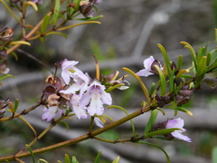 Prostanthera linearis