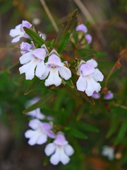 Prostanthera linearis