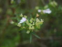 Prostanthera linearis