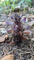 Aphyllon cooperi palmeri
