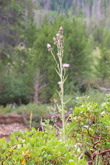 Cirsium pulcherrimum