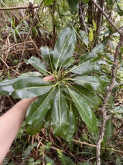 Planchonella sandwicensis