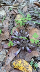 Aphyllon cooperi palmeri