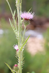 Cirsium pulcherrimum