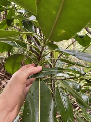 Planchonella sandwicensis