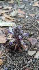 Aphyllon cooperi palmeri