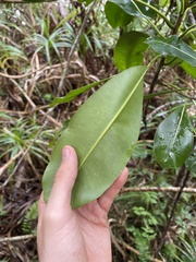 Planchonella sandwicensis