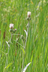 Cirsium pulcherrimum