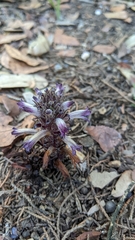 Aphyllon cooperi palmeri