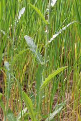 Cirsium pulcherrimum