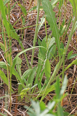 Cirsium pulcherrimum