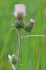 Cirsium pulcherrimum