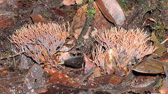 Clavulina amazonensis