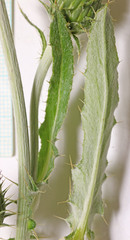 Cirsium pulcherrimum