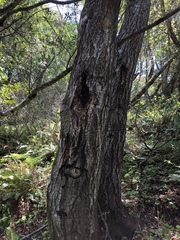 Phytophthora ramorum