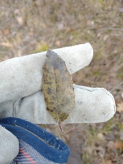 Rhamnus japonica