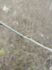 Rhamnus japonica