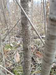 Rhamnus japonica