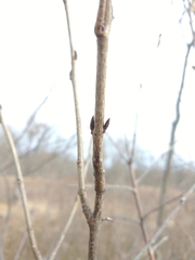 Rhamnus japonica