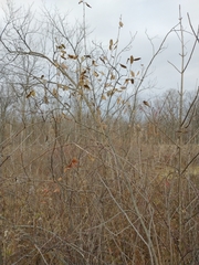 Rhamnus japonica