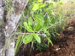 Excoecaria agallocha