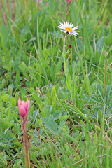 Erigeron glacialis glacialis