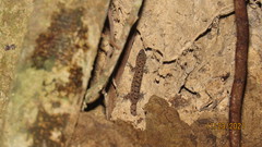 Gehyra mutilata