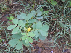 Senna uniflora