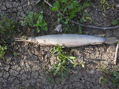 Lepisosteus platostomus