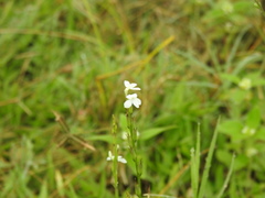 Striga asiatica