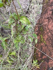 Cremastobombycia lantanella