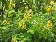 Senna hirsuta