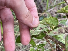 Cremastobombycia lantanella
