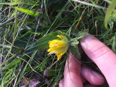 Castilleja levisecta
