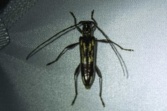Coptocercus rubripes