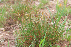 Juncus parryi