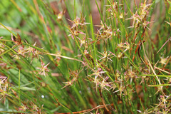 Juncus parryi