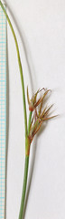 Juncus parryi
