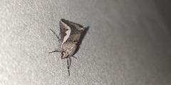 Euscirrhopterus gloveri