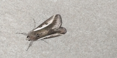 Euscirrhopterus gloveri