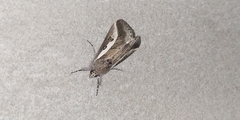Euscirrhopterus gloveri