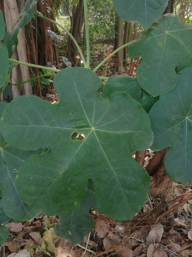 Image of Jatropha podagrica by (c) Malaika Mathew Chawla, some rights reserved (CC BY)