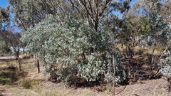 Acacia cultriformis