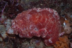Hexabranchus