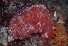 Hexabranchus