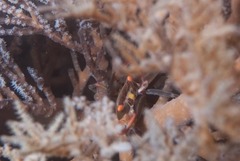 Quadrella