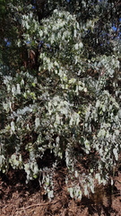 Acacia cultriformis